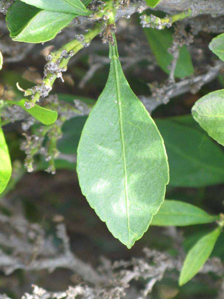                 Unifoliolate leaf (Myrtifolia, Riverside,   CA)       